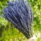 Lavender Dried Ultra Blue Bundles 200+ Stems (16" - 18" Long) for Home Decor, Crafts, Gift,Wedding or Any Occasion